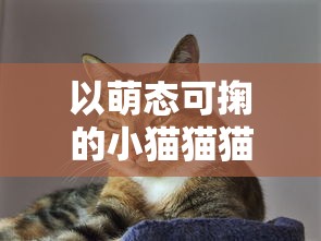 以萌态可掬的小猫猫猫偷外卖引发社区关注，揭示人与动物和谐共处的重要性