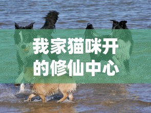 我家猫咪开的修仙中心：无广告、纯净体验，带你领略神秘仙界的奇妙之旅