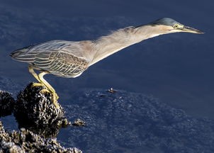 (钓鱼大咖为什么玩不了游戏)钓鱼大咖为什么玩不了