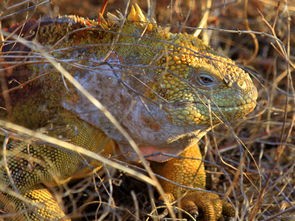 (物种起源游戏所有物种)物种起源游戏 (物种起源游戏所有物种)物种起源游戏