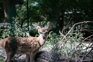 (非常普通的鹿里面的按钮)探索鹿的世界，非常普通的鹿安装补充内容解析