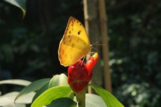 (杜仲雄花对女性10大功效)探秘思仙雄花，功效与作用的多元化分析