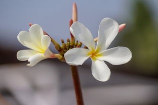 (花开易梦阁什么时候出来呀)花开易梦阁，还能玩吗？——深度解析与常见问答