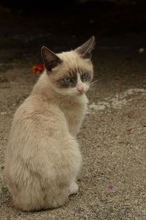 (最强猫猫饲养指南 池笺)最强猫猫饲养指南，全方位解析猫咪养护之道