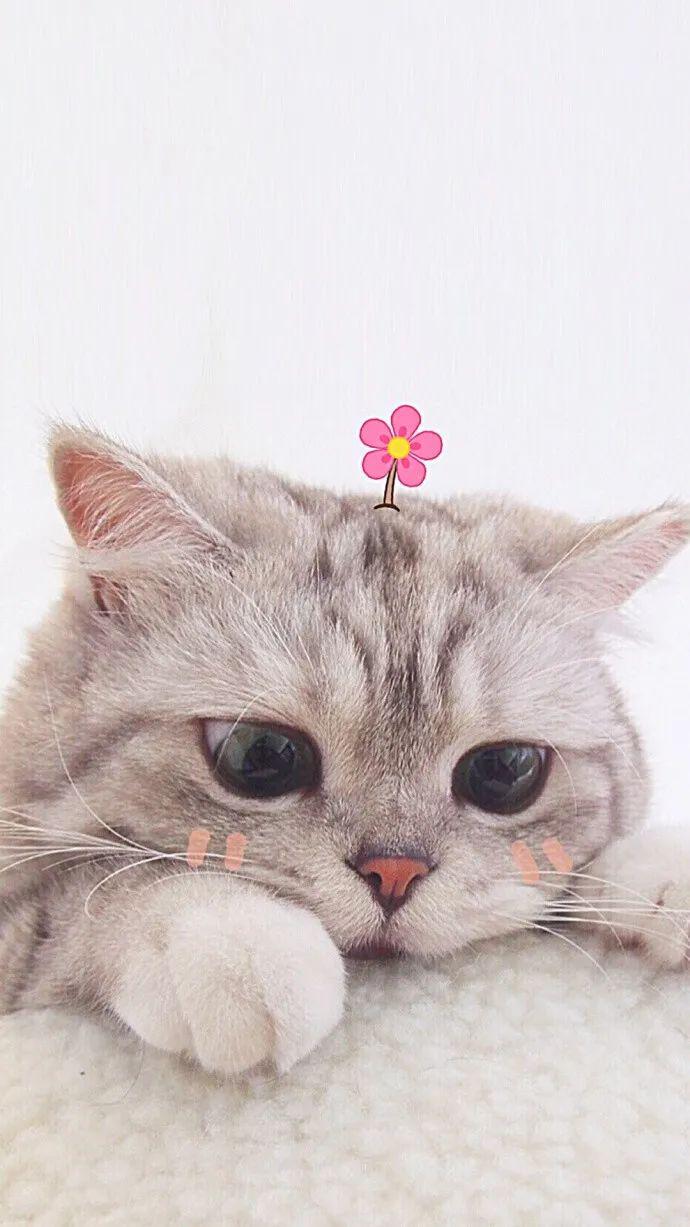 猫咪大作战无限猫罐头版中文下载手机版-猫咪大作战无限猫罐头版中文内置作弊菜单下载v.2.39
